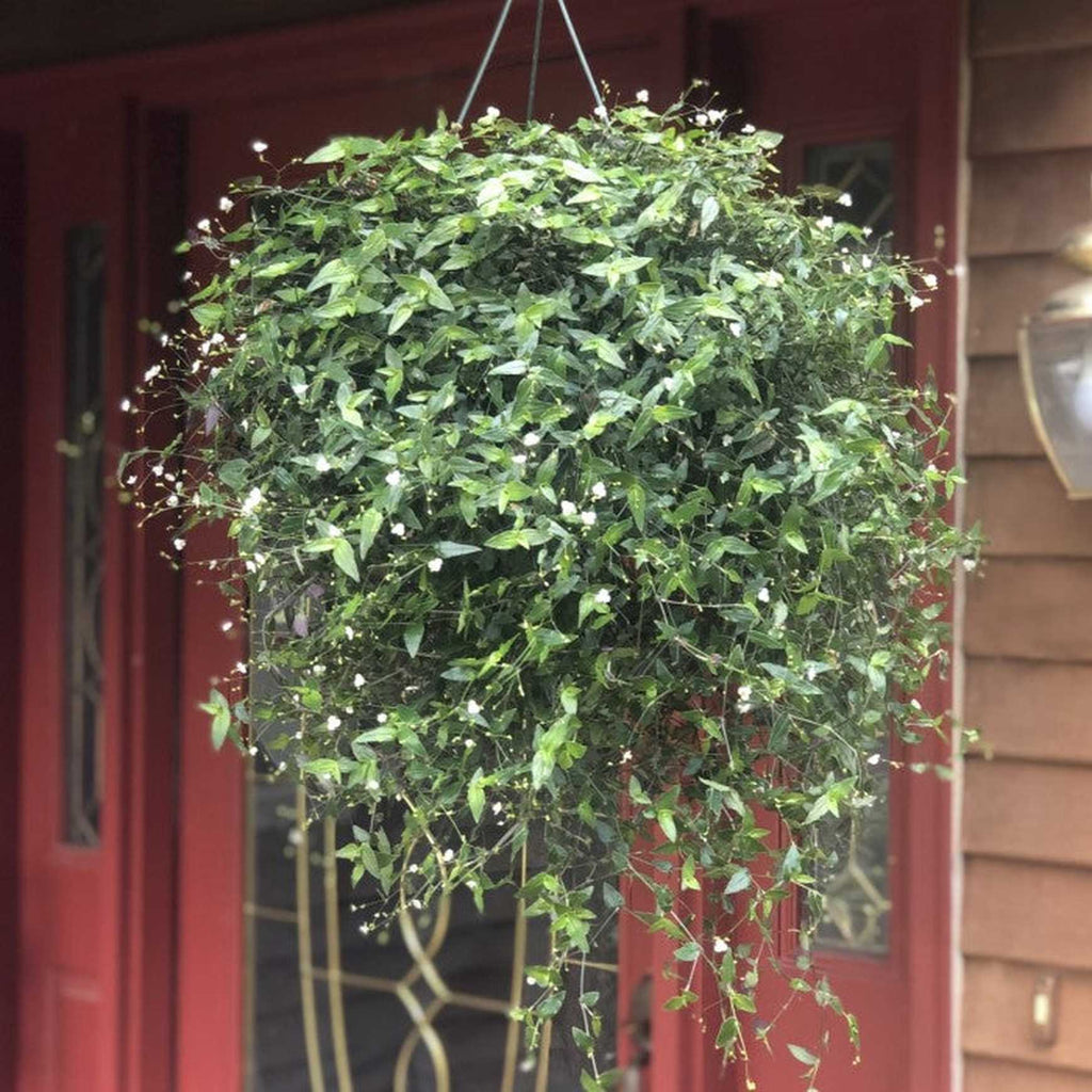bridal veil hanging plant Tahitian Bridal Veil