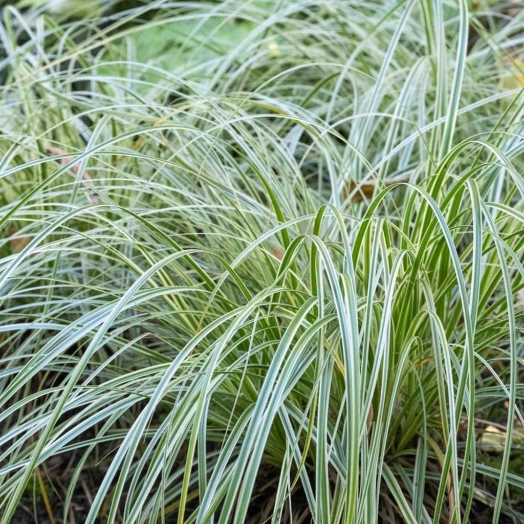 Variegated Sedge 'Feather Falls™'