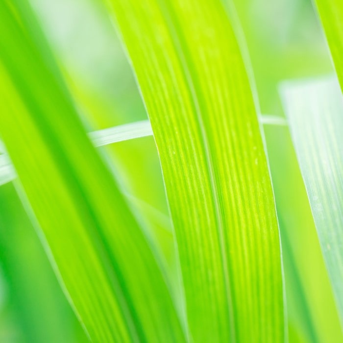 Almanac Planting West Indian Lemon Grass (Cymbopogon citratus)