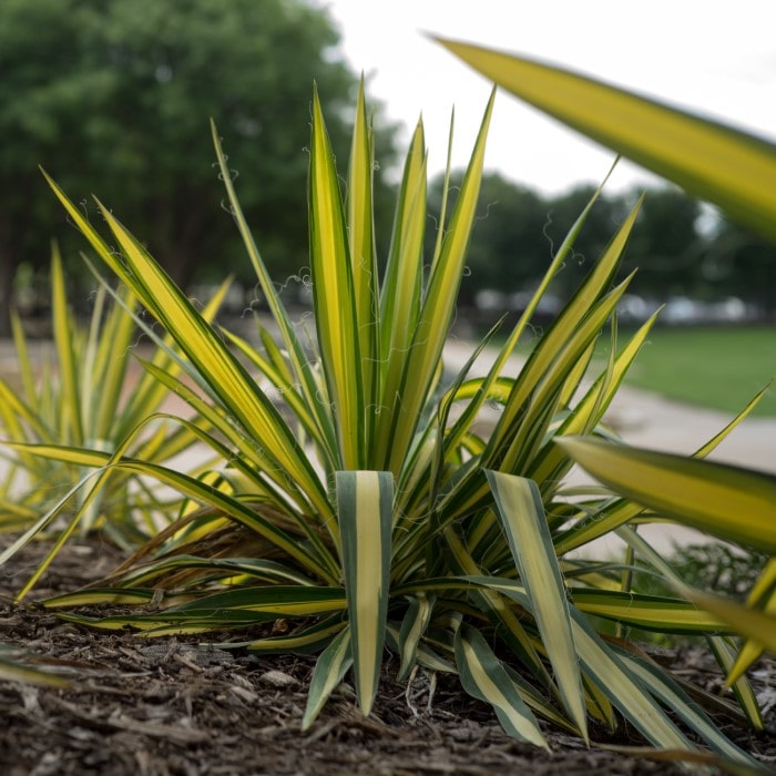 Almanac Planting Co Yucca 'Color Guard' (Yucca filamentosa 'Color Guard') Growing tall surrounded by other yuccas in a bed of mulch