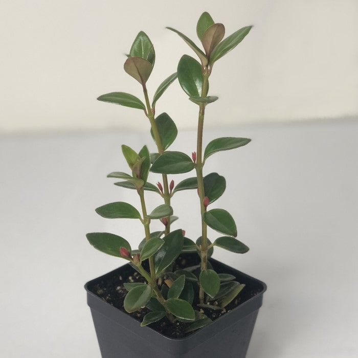 Almanac Planting Goldfish Plant (dark) Nematanthus gregarious with Reddish Orange Flowers that Look Like a Goldfish side image