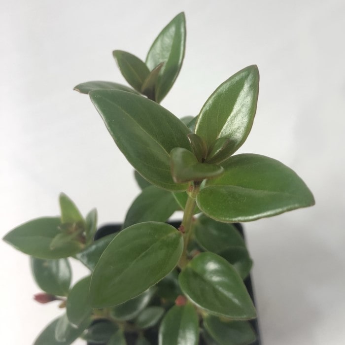 Almanac Planting Goldfish Plant (dark) Nematanthus gregarious leaf image