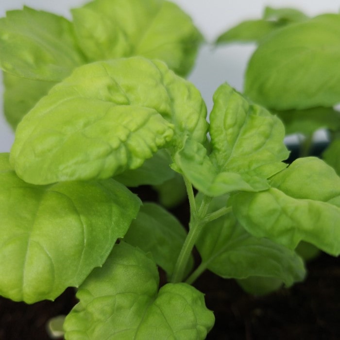 Almanac Planting Mammoth Basil (Ocimum basilicum) Foliage