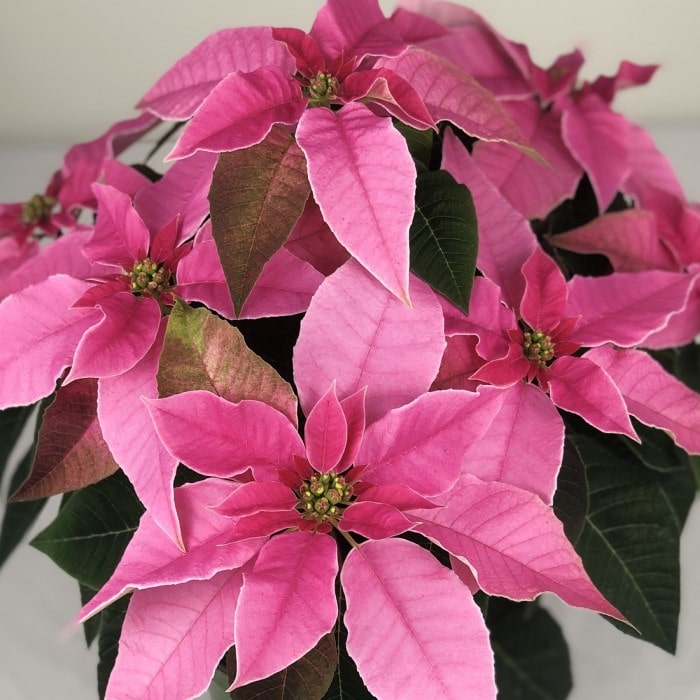 Almanac Planting Hot Pink Poinsettia Close Up Image of Foliage