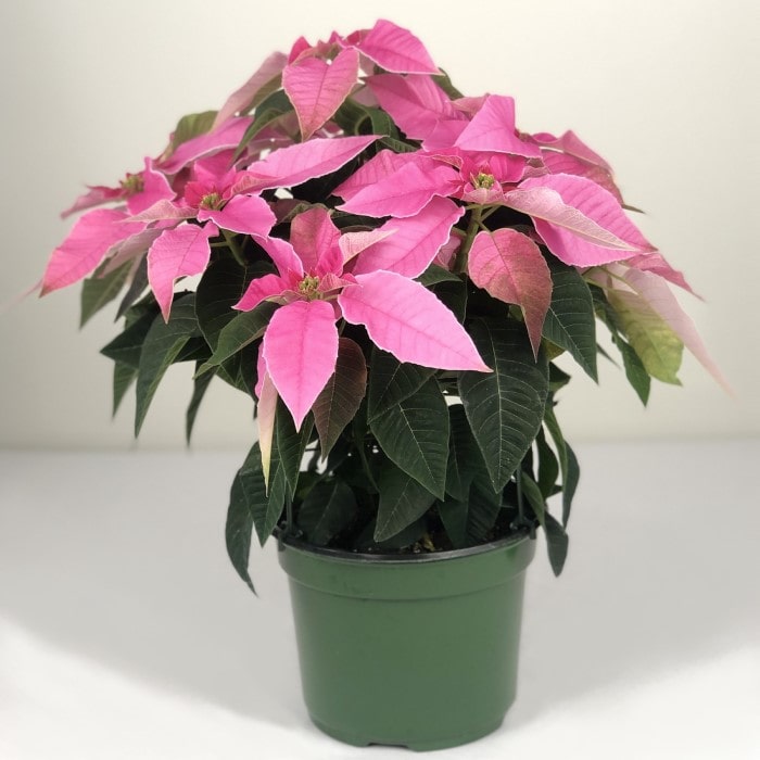 Almanac Planting Hot Pink Poinsettia Side Image