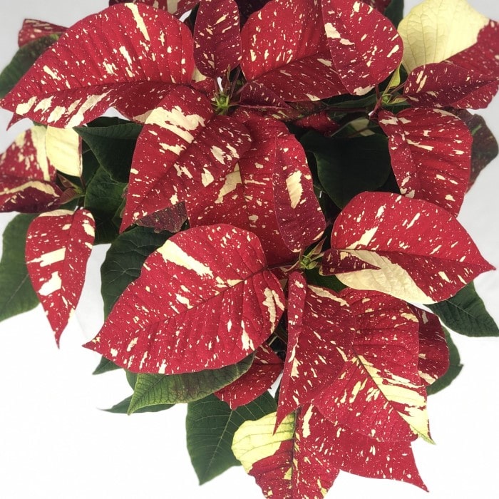 Almanac Planting Candy Cane Poinsettia Top View