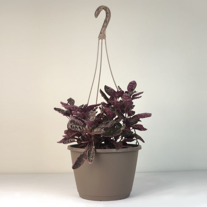 Almanac Planting Co.'s Purple Waffle Plant (Hemigraphis alternata 'Exotica'). A great houseplant with purple and green crinkled leaves, in a brown 10" hanging basket.