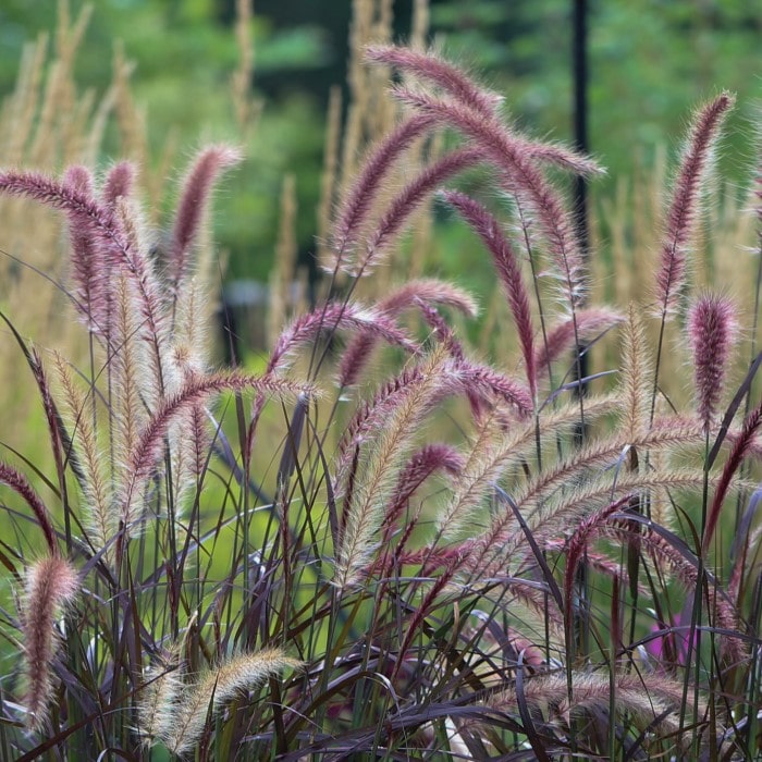 Purple Fountain Grass Tails
