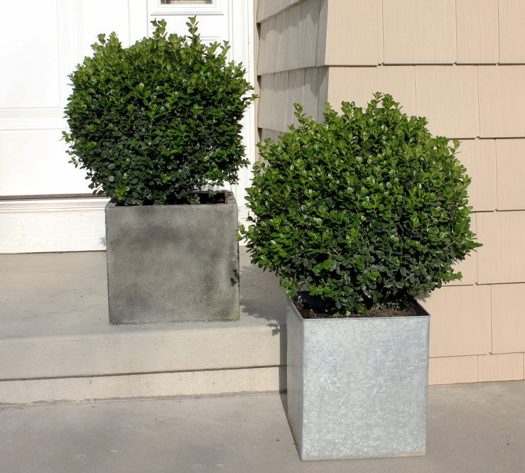 Almanac Planting Co: Shrubs and Bushes Collection. Two boxwoods growing in containers on stairs. 