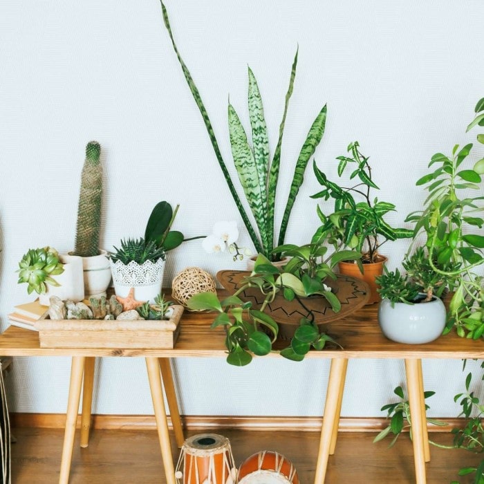 Almanac Planting Co: Featured Products (Live Plants on Display)