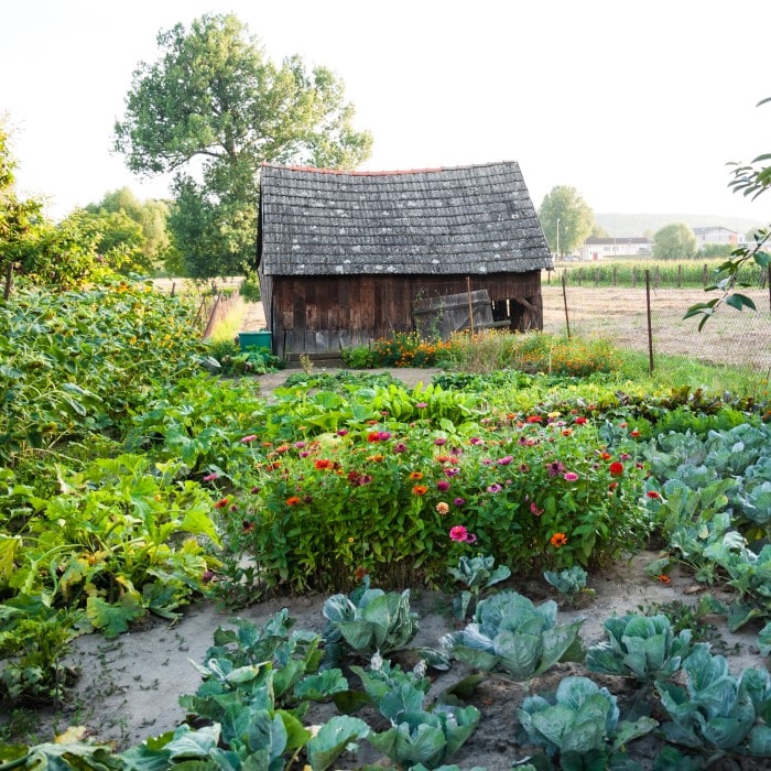 Almanac Planting Co Fruit and Vegetable Plant Collection: An Outdoor Veggie Garden with a Garden Shed in the Background