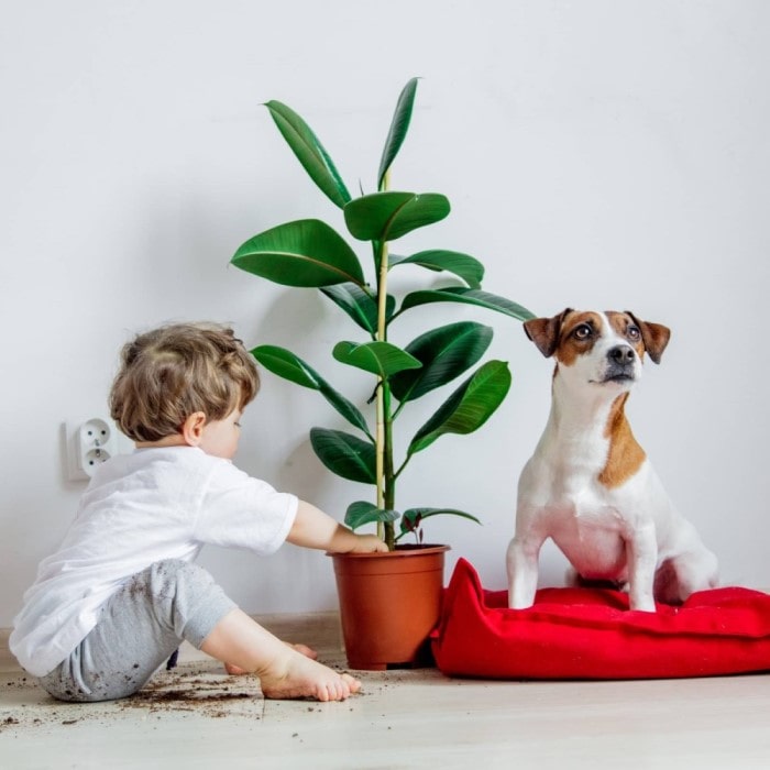 Non-Toxic Houseplants