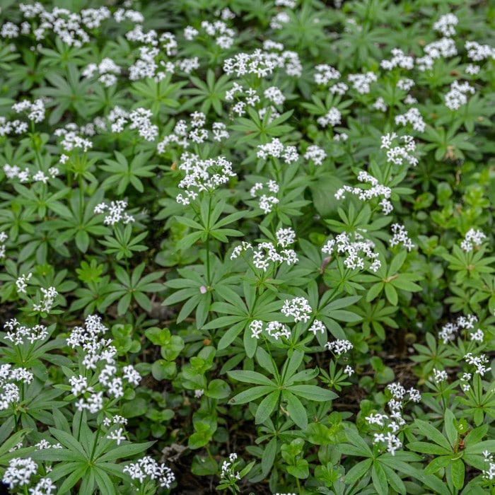 Almanac Planting Co: Groundcover collection. A patch of Sweet Woodruff in bloom showcasing white flowers and green foliage.