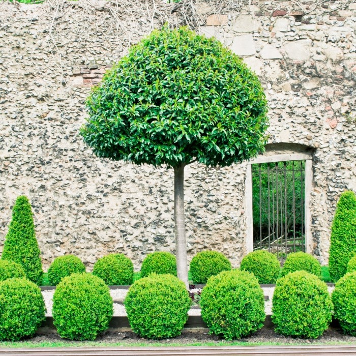 Almanac Planting Co: Shrubs & Trees. A standing live tree surrounded by smaller shrubs in front of a stone wall.