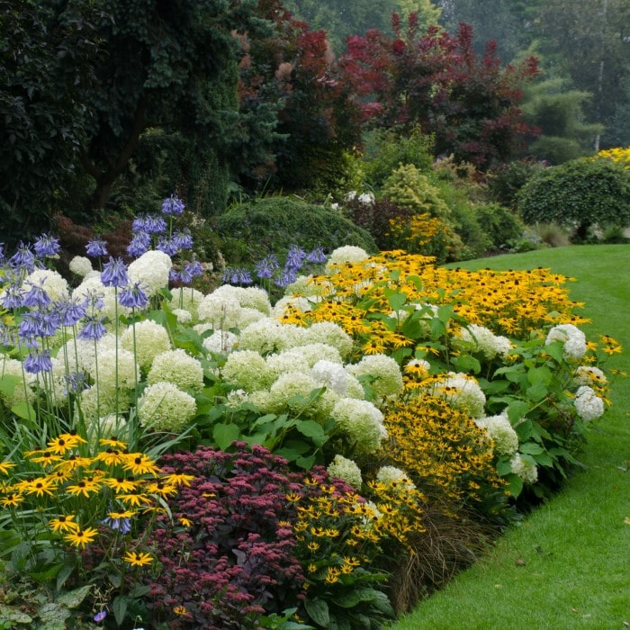 A Garden of Perennials in Bloom