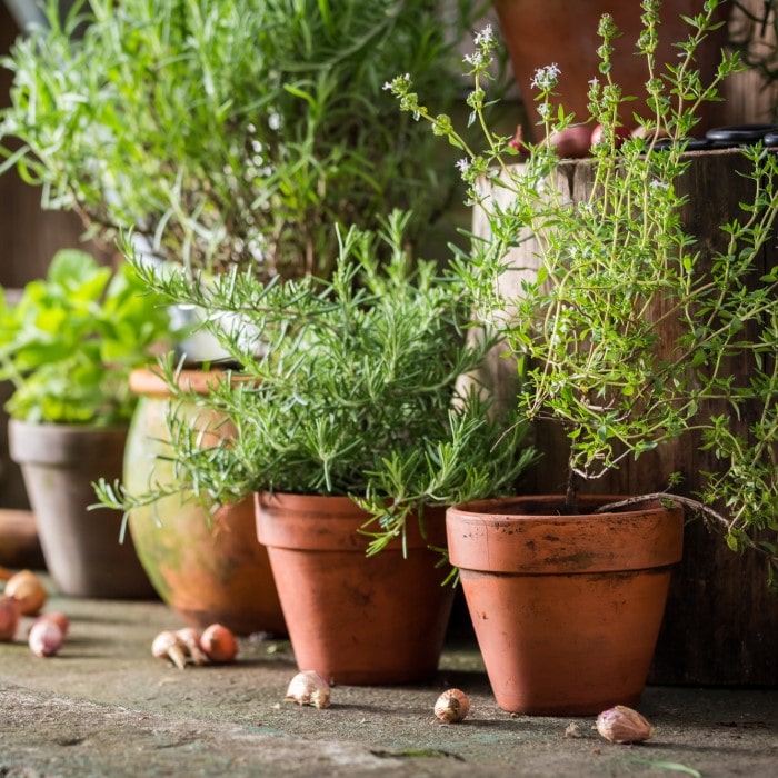The Almanac Planting Co Herb Collection: Herbs Potted in Terra Cotta Pots