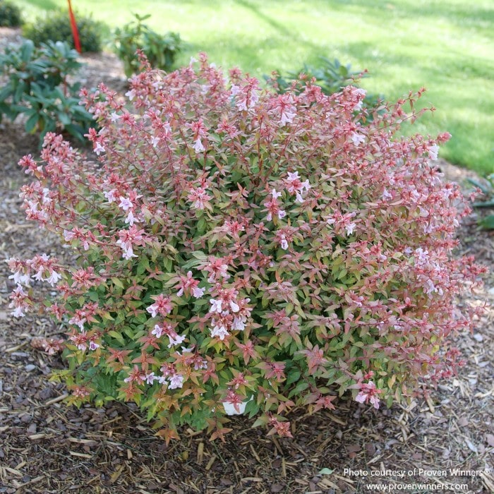 Almanac Planting Co: Proven Winners POCO LOCO® Abelia in full bloom with pink, white, and lavender flowers