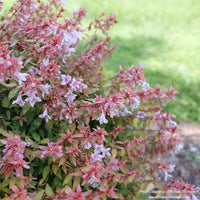 Almanac Planting Co: POCO LOCO® Abelia shrub used in landscape border with dense, flowering habit