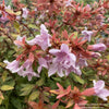 Almanac Planting Co: Close-up of POCO LOCO® Abelia showing colorful mixed blossoms and glossy green foliage
