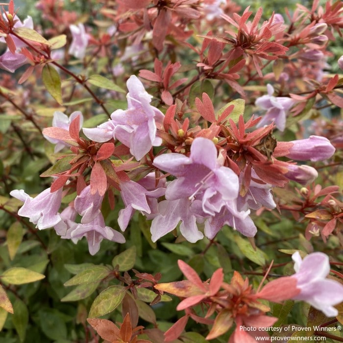 Almanac Planting Co: Close-up of POCO LOCO® Abelia showing colorful mixed blossoms and glossy green foliage