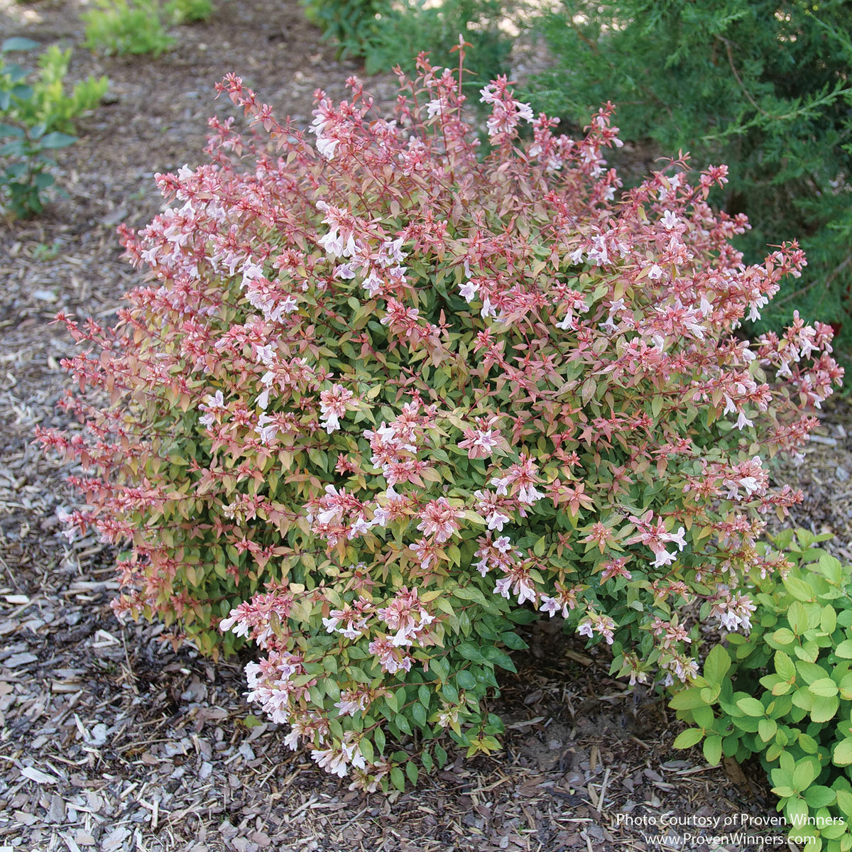 Almanac Planting Co: POCO LOCO® Abelia shrub with compact habit and pink summer blooms in landscape planting