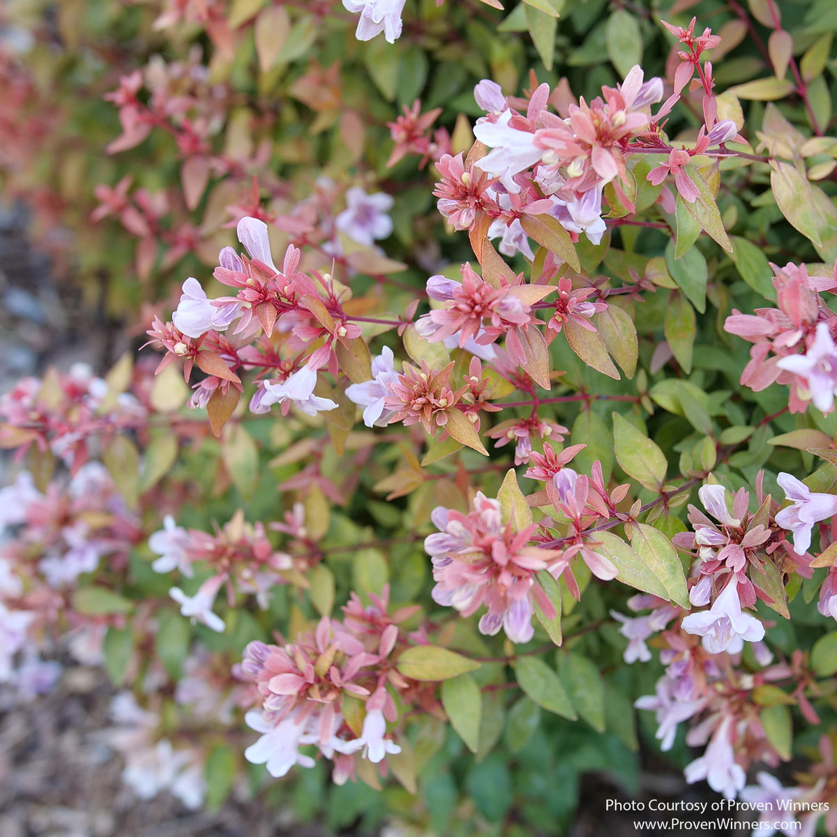Almanac Planting Co: Close-up of POCO LOCO® Abelia flowers showing soft pink tubular blooms and glossy foliage