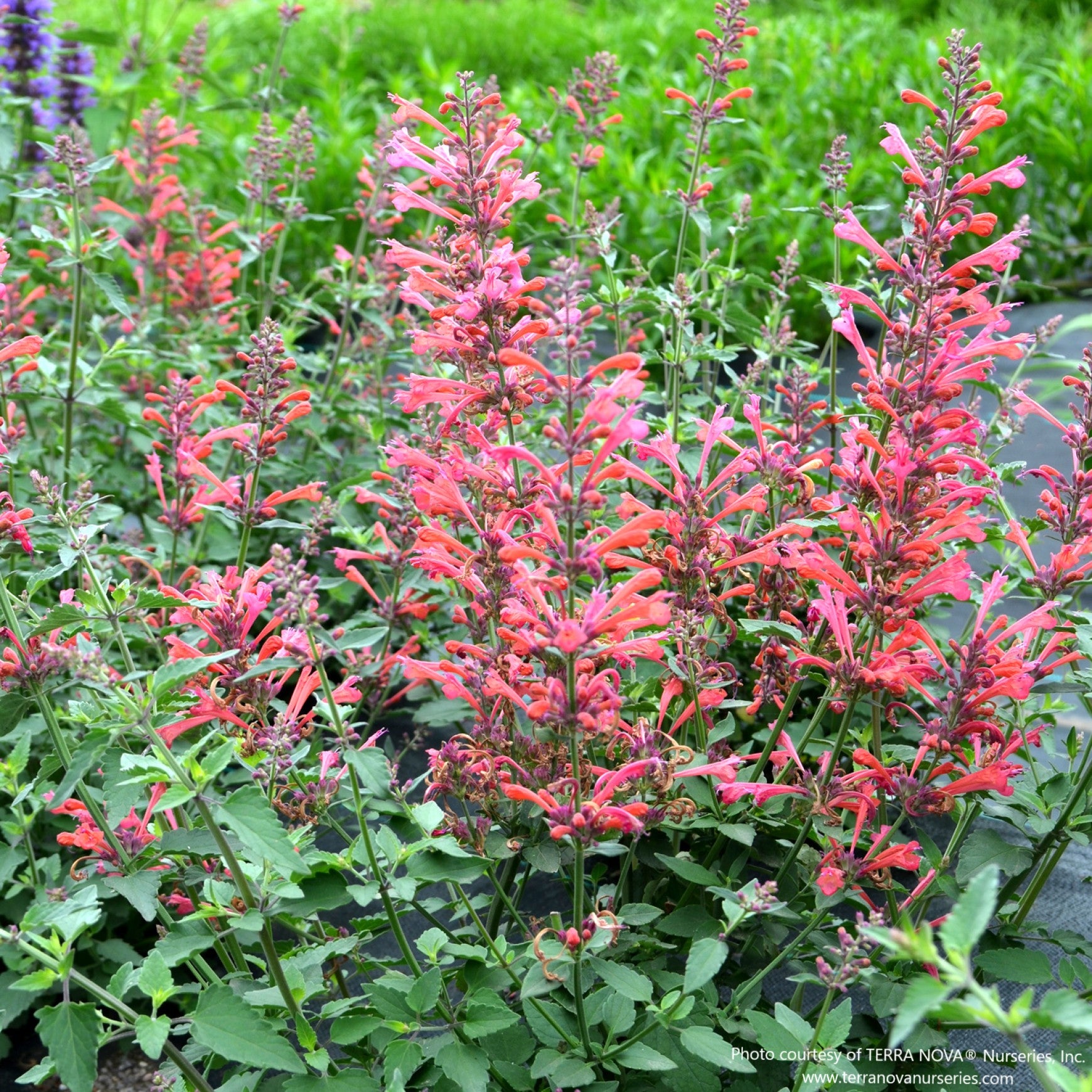 Agastache KUDOS™ 'Coral’