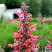 Agastache KUDOS™ 'Coral’