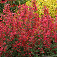 Agastache KUDOS™ 'Coral’