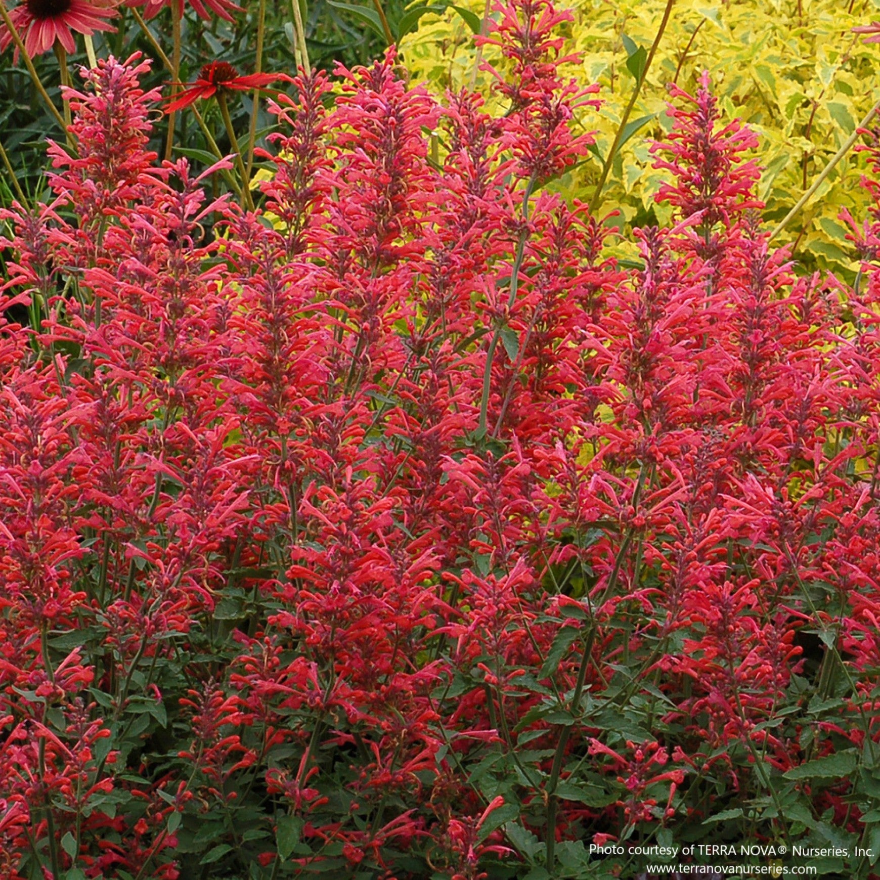 Agastache KUDOS™ 'Coral’