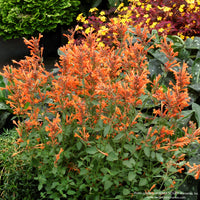 Agastache KUDOS™ 'Mandarin'