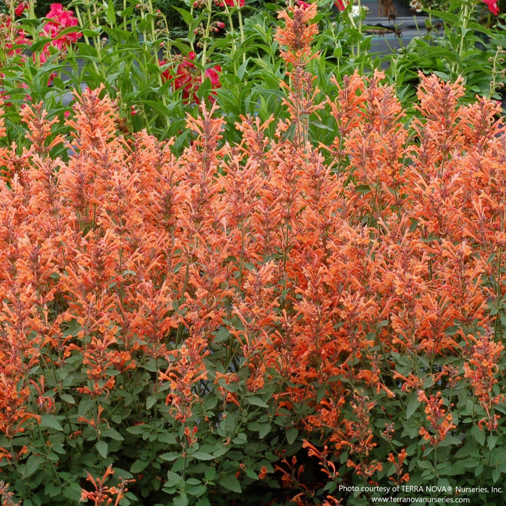 Agastache KUDOS™ 'Mandarin'
