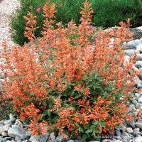Agastache KUDOS™ 'Mandarin'