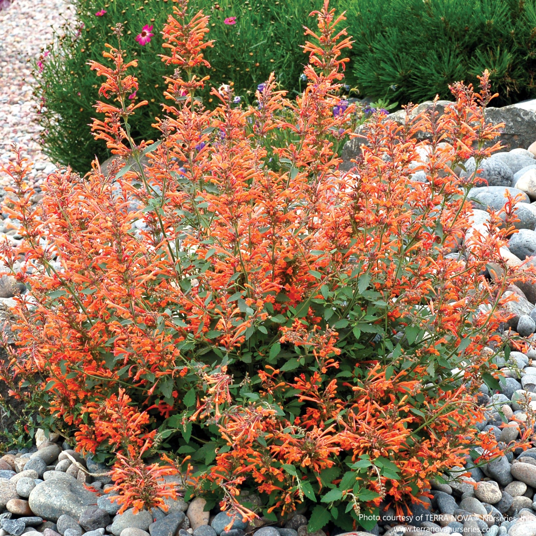 Agastache KUDOS™ 'Mandarin'