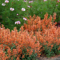 Agastache KUDOS™ 'Mandarin'