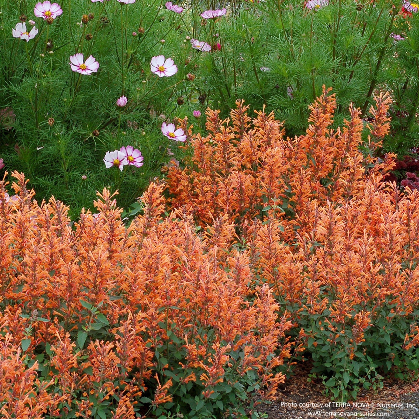 Agastache KUDOS™ 'Mandarin'