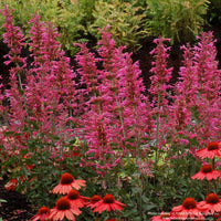 Agastache 'Morello'