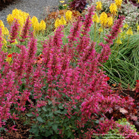 Agastache 'Morello'
