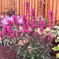 Agastache 'Morello'