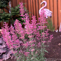 Agastache 'Morello'