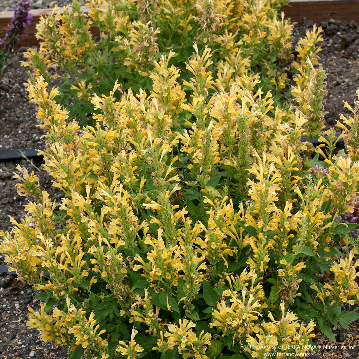 Agastache POQUITO® 'Butter Yellow'