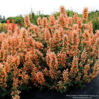 Almanac Planting Co: Agastache ‘Peach Pearl’ growing in a dense planting, highlighting its compact habit and uniform peach-colored flower plumes.