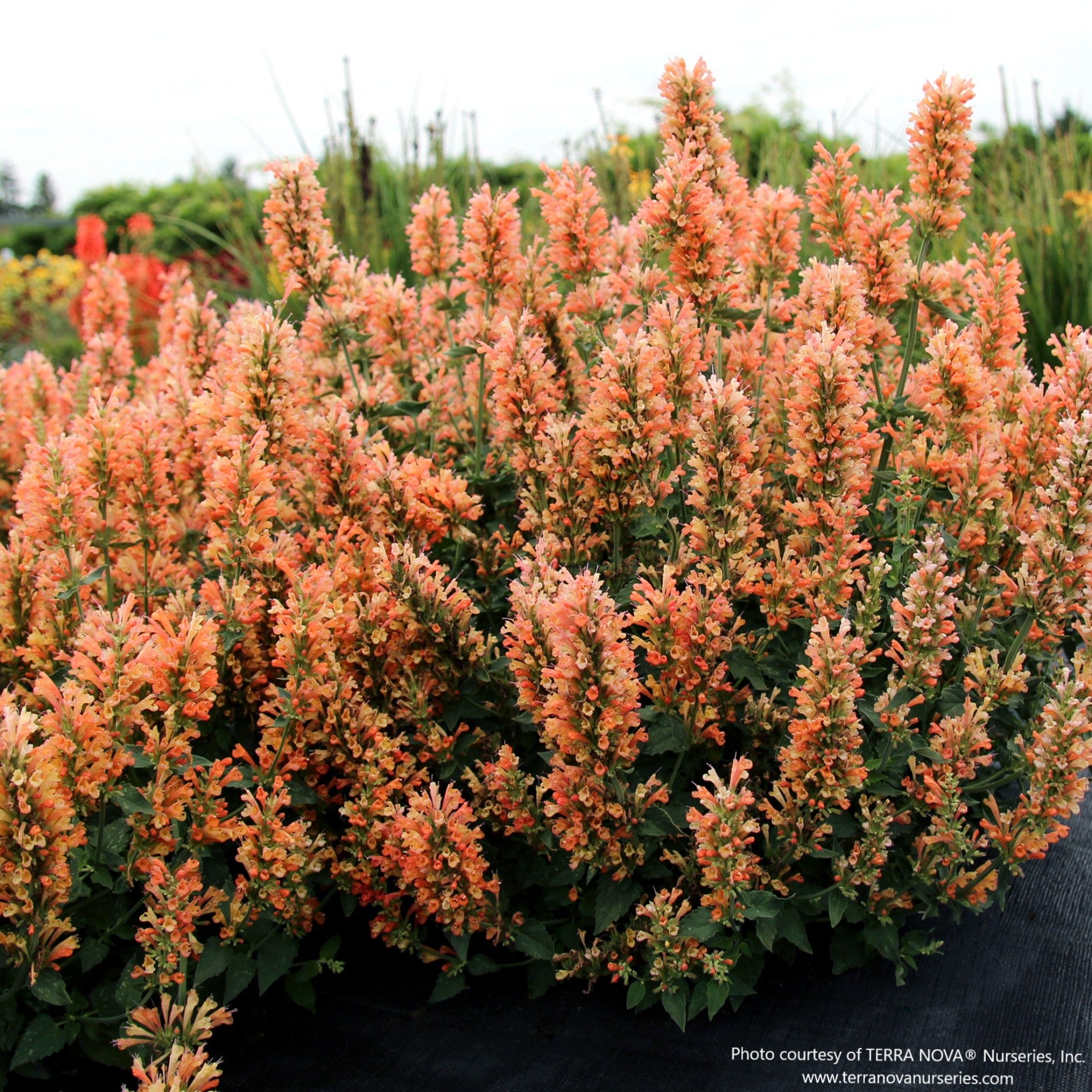 Almanac Planting Co: Agastache ‘Peach Pearl’ growing in a dense planting, highlighting its compact habit and uniform peach-colored flower plumes.