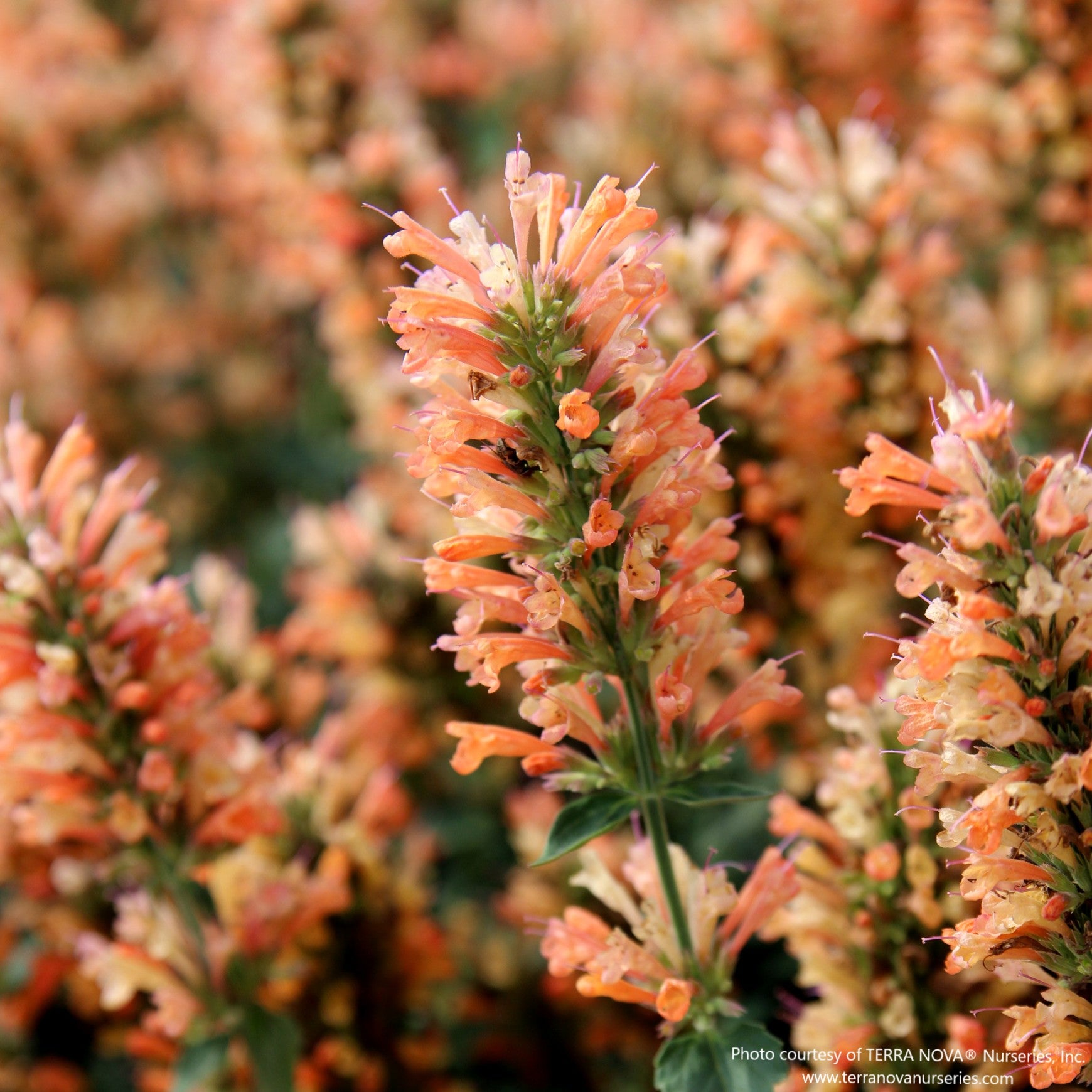 Almanac Planting Co: Close-up of Agastache ‘Peach Pearl’ flower spikes, featuring warm peach tones and fine floral texture.