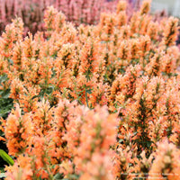 Almanac Planting Co: Agastache ‘Peach Pearl’ in bloom, showing soft peach flower spikes rising above compact green foliage in a sunny garden setting.