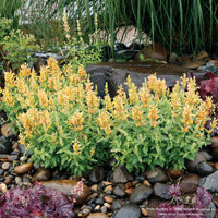Agastache POQUITO® 'Butter Yellow'
