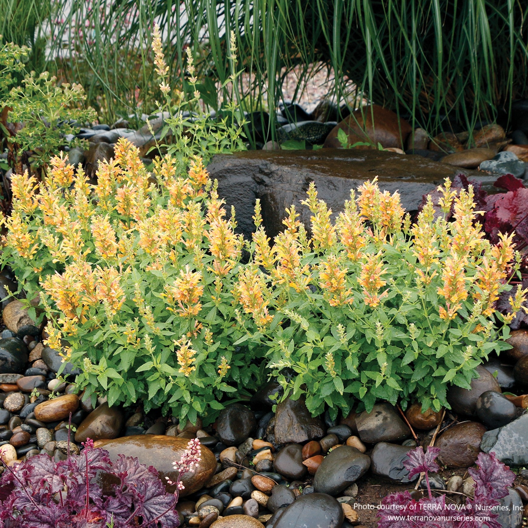 Agastache POQUITO® 'Butter Yellow'