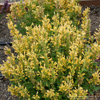 Agastache POQUITO® 'Butter Yellow'
