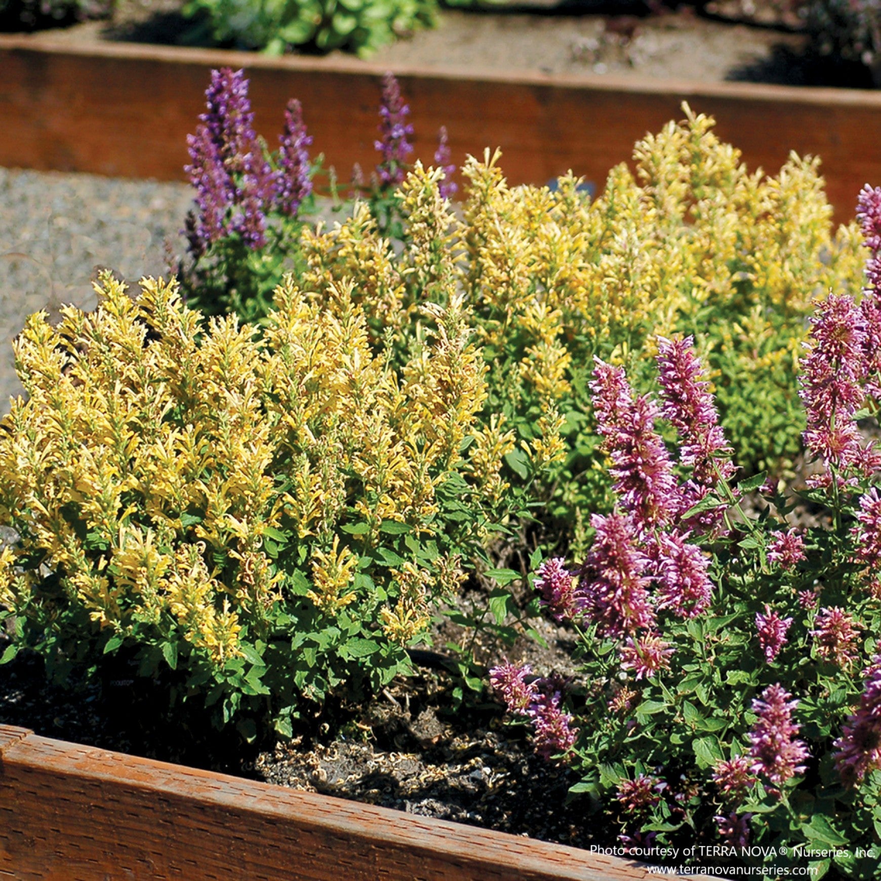 Agastache POQUITO® 'Butter Yellow'