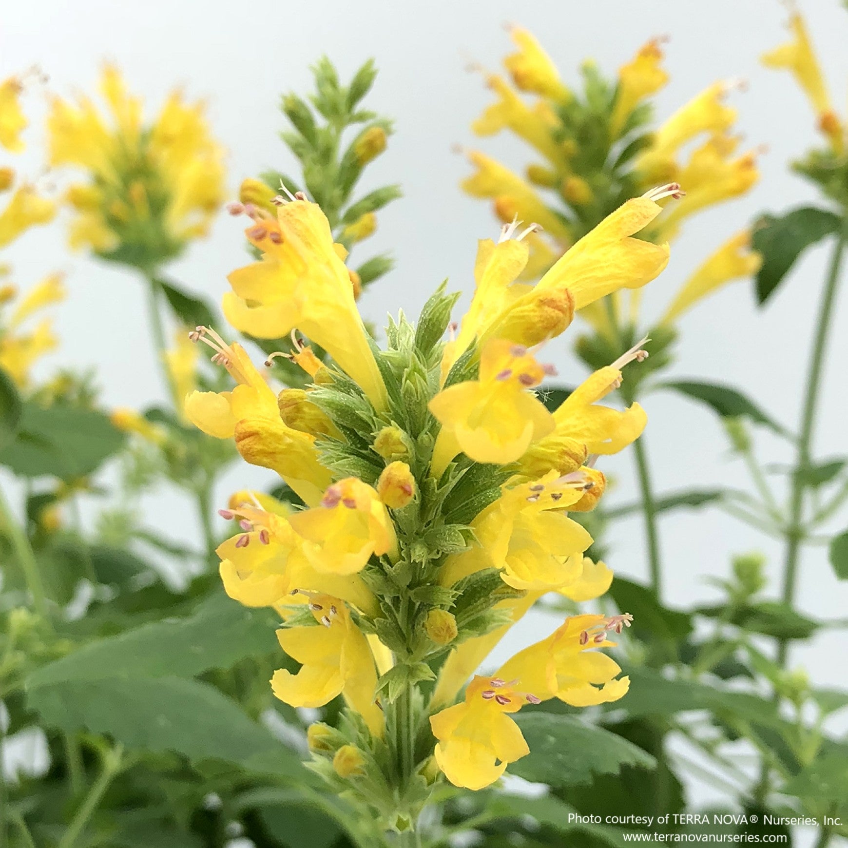 Agastache POQUITO® 'Butter Yellow'